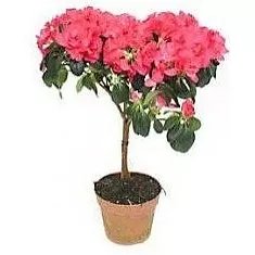 Азалия индика штамбовая розовая - Azalea D12 H40