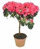 Азалия индика штамбовая розовая - Azalea D12 H40