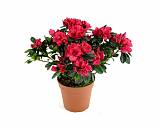 Азалия красная - Azalea D12 H30
