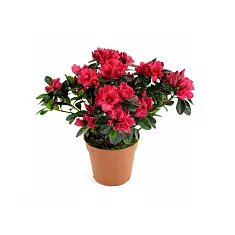 Азалия красная - Azalea D12 H30