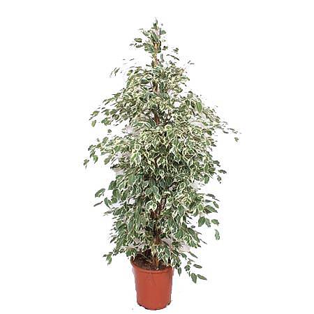 Фикус бенджамина Старлайт - Ficus benjamina Starlight D27 H150