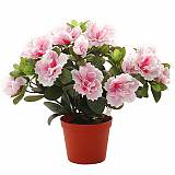 Азалия - Azalea D12 H35