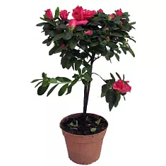 Азалия индика штамбовая красная - Azalea D12 H40