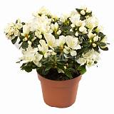 Азалия - Azalea D14 H35