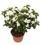 Азалия белая - Azalea D12 H35