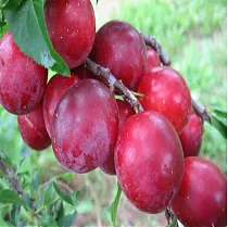 Алыча колоновидная - Prunus divaricata column 3-5 ltr, 100-180 см