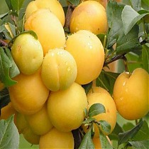 Алыча Мара - Prunus divaricata Mara 3-5 ltr, 100-180 см