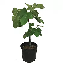 Инжир Далматский - FICUS CARICA 'DALMATIE' D14 H50