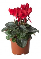 Цикламен Фантазия красный - Cyclamen KL Tianis Fantasia Red D12 H35