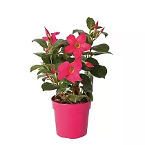 Мандевилла или Дипладения красная - Mandevilla D12 H25
