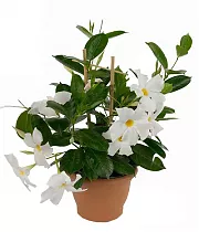 Мандевилла или Дипладения белая - Mandevilla D12 H25