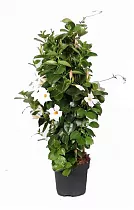 Мандевилла или Дипладения белая - Mandevilla D15 H50