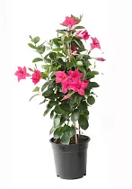 Мандевилла или Дипладения розовая - Mandevilla D15 H50