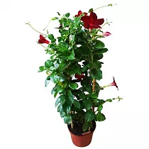 Мандевилла или Дипладения красная - Mandevilla D14 H40