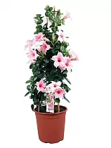Мандевилла или Дипладения двух-цветная - Mandevilla D17 H60