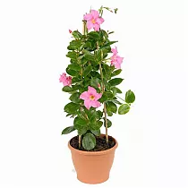 Мандевилла или Дипладения розовая - Mandevilla D14 H40