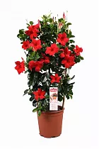 Мандевилла или Дипладения красная - Mandevilla D15 H50