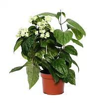 Клеродендрум Уоллиха - Clerodendrum wallichiana Prospero D12 H25
