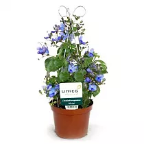 Клеродендрум угандийский - Clerodendrum ugandense D12 H25