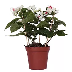 Клеродендрум Томпсона - Clerodendrum thomsoniae D12 H25