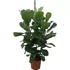 Фикус Лировидный (Лирата) 3 ствола - Ficus Lyrata D30 H150