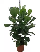 Фикус Лировидный (Лирата) 3 ствола - Ficus Lyrata D30 H150