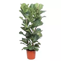 Фикус Лировидный (Лирата) - Ficus Lyrata D34 H160