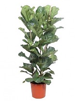 Фикус Лировидный (Лирата) - Ficus Lyrata D34 H160