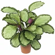 Калатея раскрашенная - Calathea picturata D12 H30