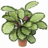 Калатея раскрашенная - Calathea picturata D12 H30
