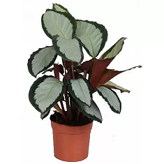 Калатея раскрашенная - Calathea picturata D17 H60