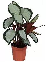 Калатея раскрашенная - Calathea picturata D17 H60