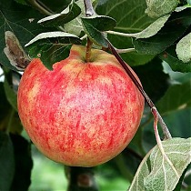 Яблоня домашняя Башкирский Красавец - Malus domestica Bashkirsky Krasavets 3-5 ltr, 100-180 см