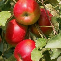 Яблоня домашняя Останкино колоновидная - Malus domestica Ostankino column 3-5 ltr, 100-180 см