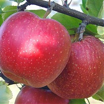 Яблоня домашняя Гала Маст - Malus domestica Gala Mast 3-5 ltr, 100-180 см