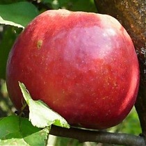 Яблоня домашняя Июльское Черненко - Malus domestica Iulskoe Chernenko 3-5 ltr, 100-180 см