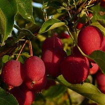 Яблоня Долго - Malus Dolgo 3-5 ltr, 100-180 см