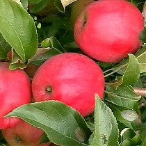 Яблоня домашняя Малиновка - Malus domestica Malinovka 3-5 ltr, 100-180 см