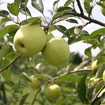 Яблоня домашняя Жёлтое Сахарное - Malus domestica Zheltoe Sakharnoe 3-5 ltr, 100-180 см