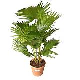 Пальма Ливистона Ротундифолиа - Livistona D15 H90