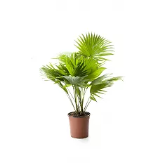 Пальма Ливистона Ротундифолиа - Livistona D12 H40