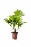 Пальма Ливистона Ротундифолиа - Livistona D12 H40