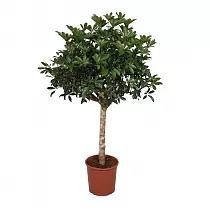 Шеффлера Компакта штамб - Schefflera D32 H160