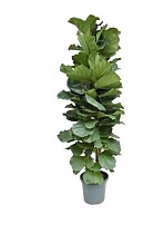 Фикус Лировидный (Лирата) - Ficus Lyrata D40 H230