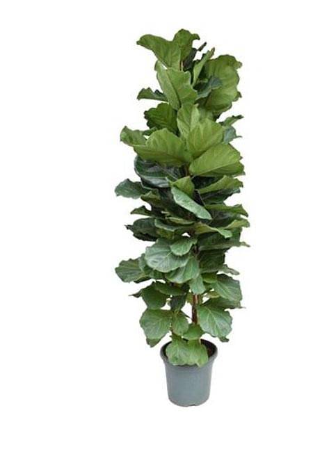 Фикус Лировидный (Лирата) - Ficus Lyrata D40 H230