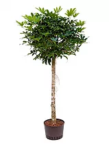 Шеффлера Компакта штамб - Schefflera Compacta  D45 H200