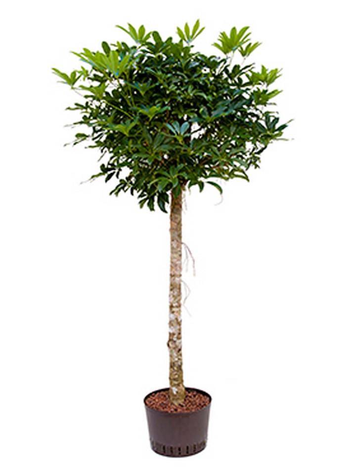 Шеффлера Компакта штамб - Schefflera Compacta  D45 H200