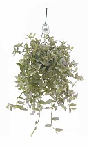 Традесканция - Tradescantia Fluminensis Pink Hill D18 H40