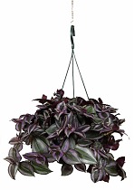 Традесканция зебрина - Tradescantia zebrina Little Hill D18 H40