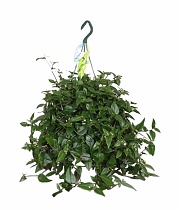 Традесканция - Tradescantia Green Hill D18 H40